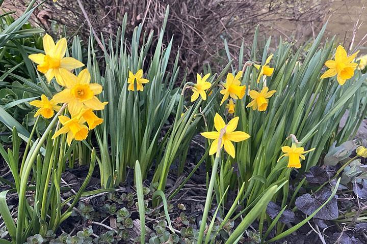 Daffodils growing on campus.